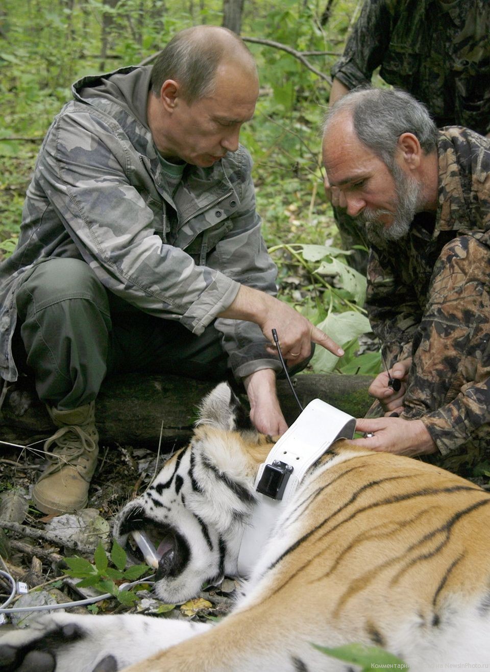 Владимир Владимирович Путин окольцовывает тигрицу, скачать фото, президент России
